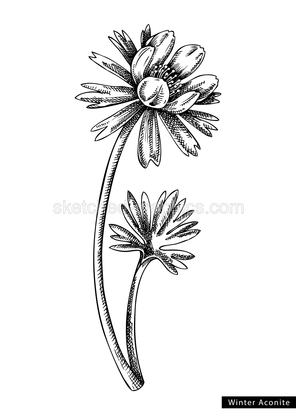 Winter aconite flower sketch in engraved style. Floral branch with buds and leaves. Black contoured  buttercup draw. Botanical vector illustration of spring woodland plant isolated on white background Illustration